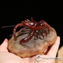 Tôm Đổi Màu Trang Trí Bàn Trà Đạo, Pet Trà Đạo 5 Tom doi mau trang tri ban tra dao-1084023091-2