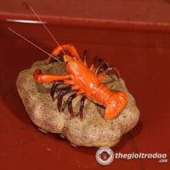 Tôm Đổi Màu Trang Trí Bàn Trà Đạo, Pet Trà Đạo 6 Tom doi mau trang tri ban tra dao-1084023091-3